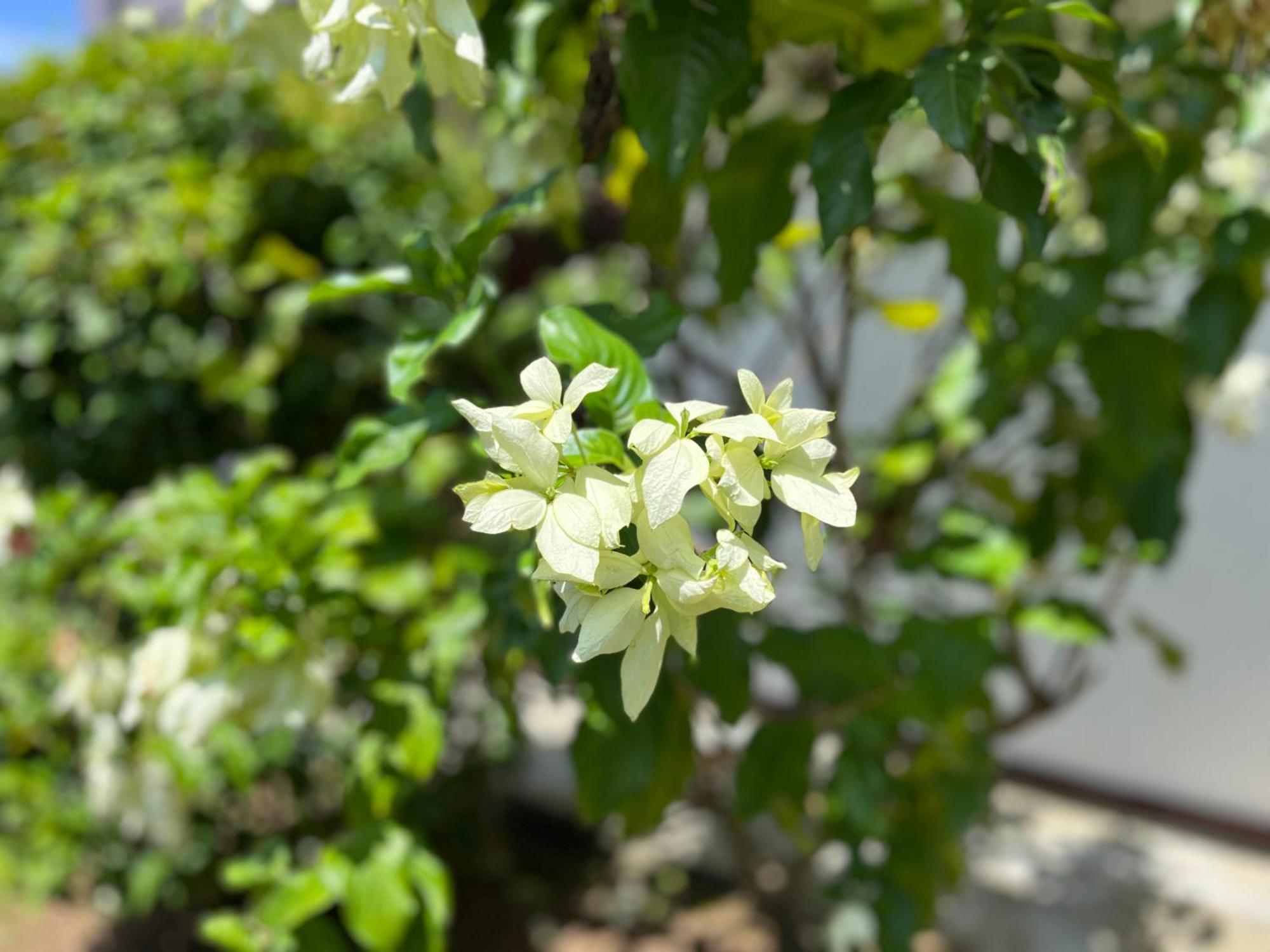 Garden Haven Hikkaduwaヴィラ エクステリア 写真